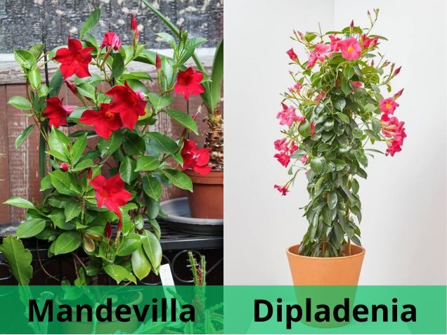 mandevilla o dipladenia