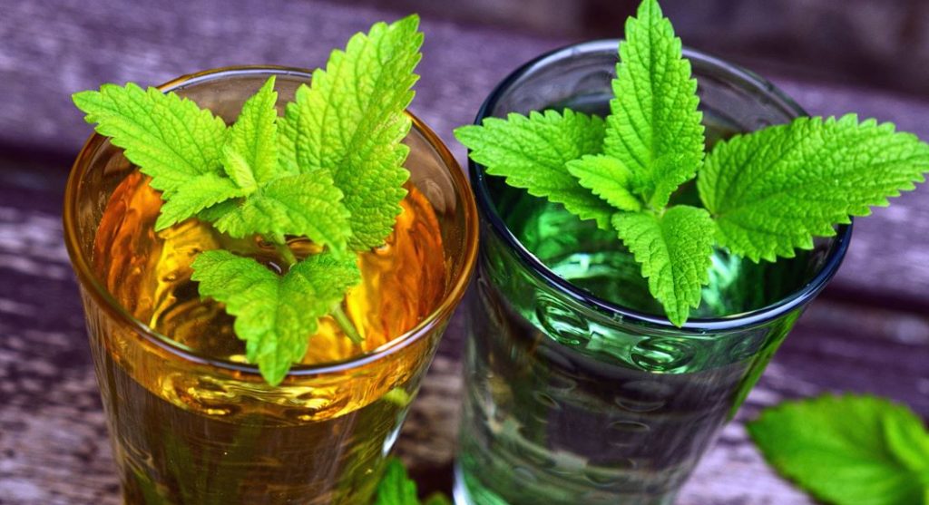 menta de gato catnip