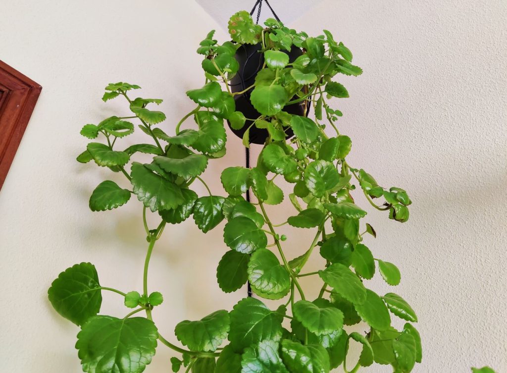 Plectranthus verticillatus