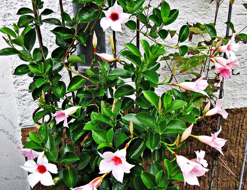 Dipladenia spp