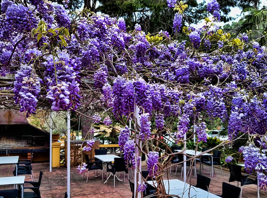 wisteria trepadora