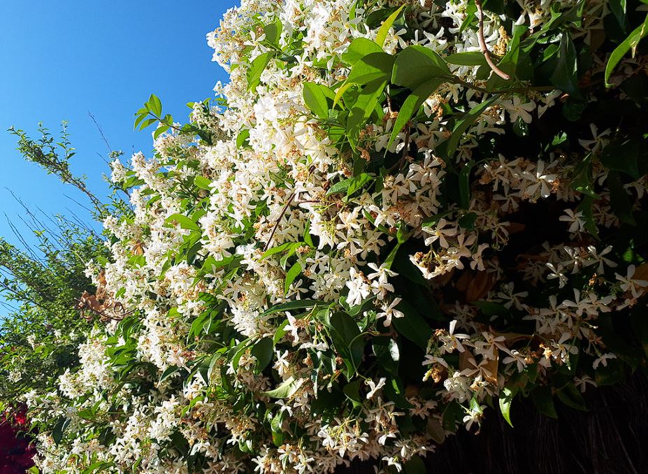 Trachelospermum jasminoides