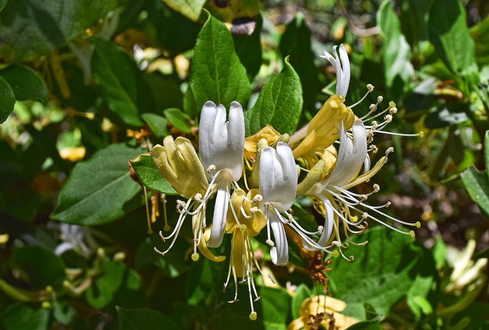 Lonicera
