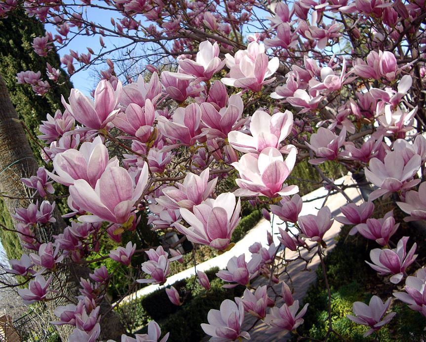 Diferencia entre magnolio y magnolia