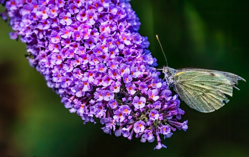 Buddleja de verano