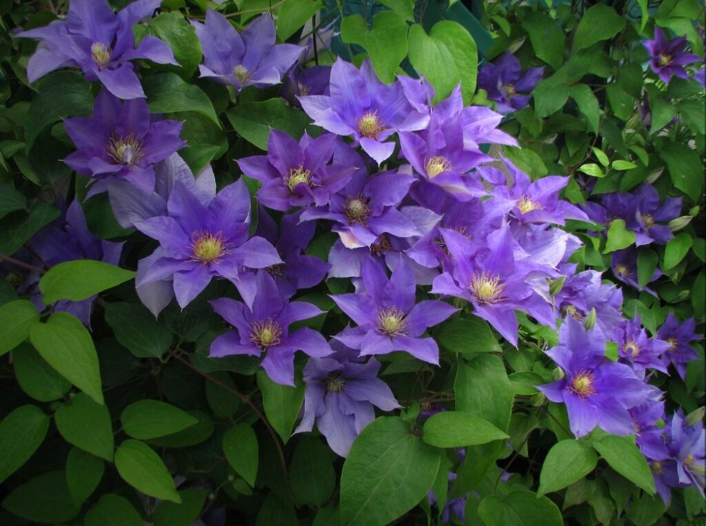 Clematis morada