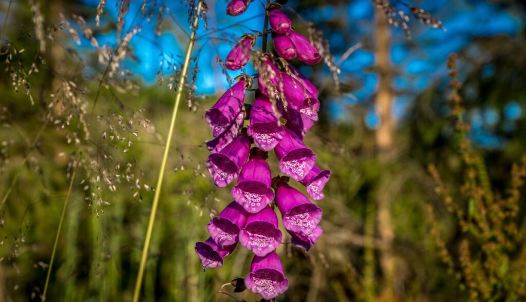 Dedalera morada