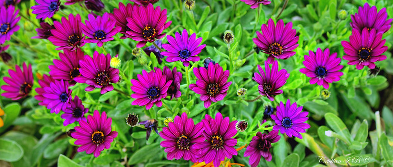 Plantas y arbustos con flores moradas