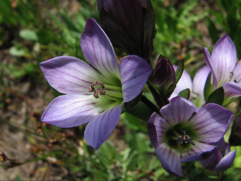 Gentiana planta morada