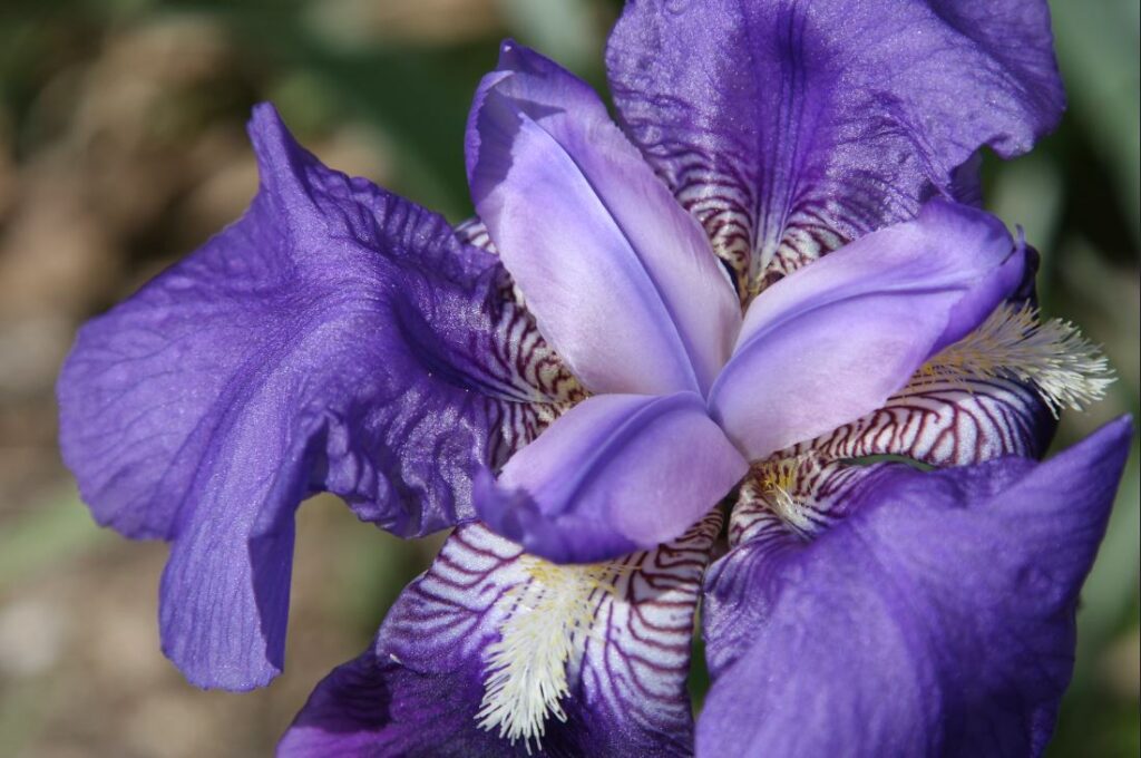 Irisena morada