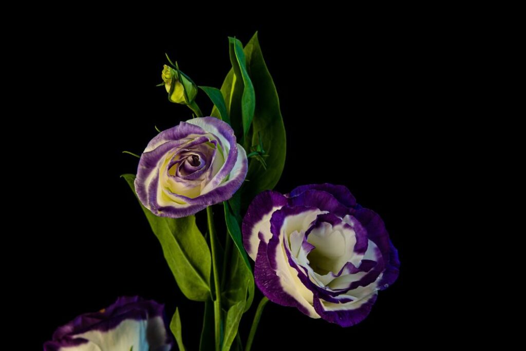 Lisianthus Eustoma