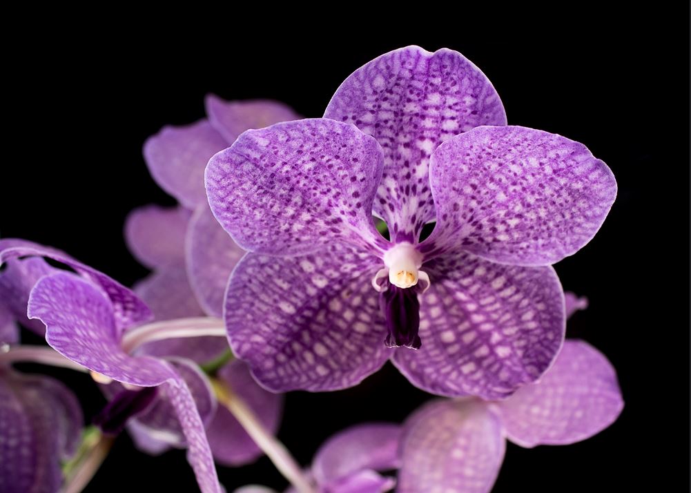 Orchidaceae morada
