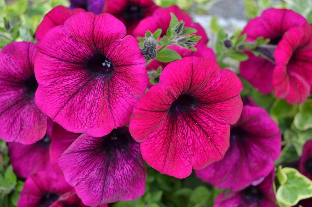 Petunia morada