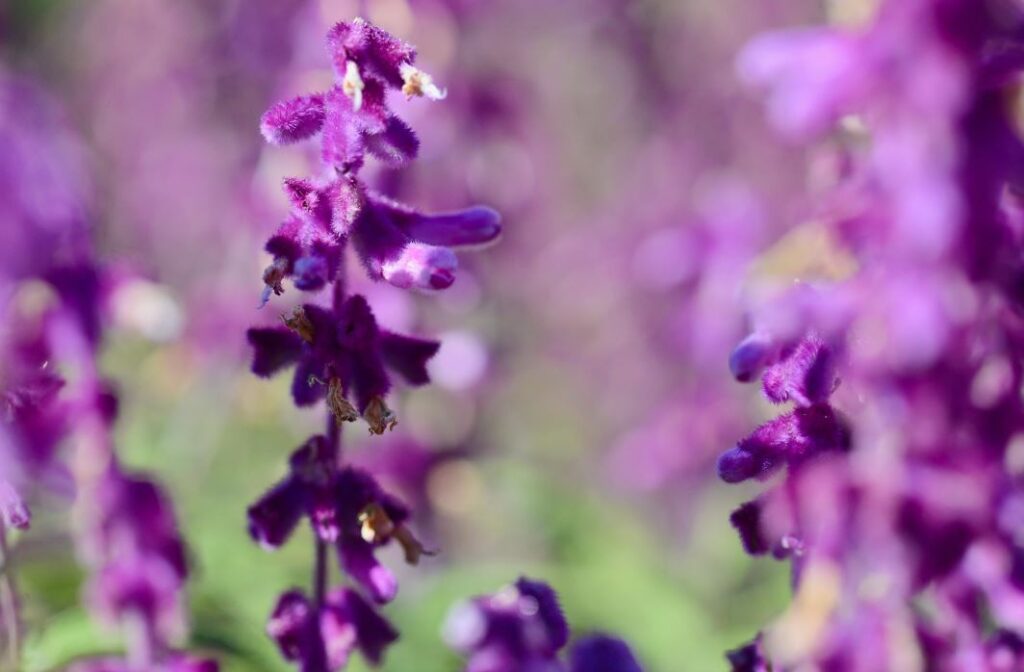 Salvia de terciopelo