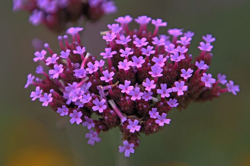 Verbena planta morada